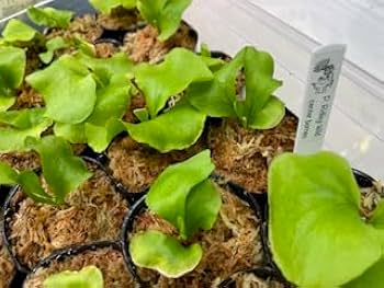 Amazon|frog_yamato【ridleyi Center Borneo wild】リドレイ ワイルド Amazon|frog_yamato【ridleyi Center Borneo wild】リドレイ ワイルド